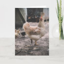 Search for chooks Fowl