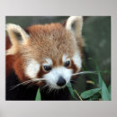 Search for red panda posters Bear