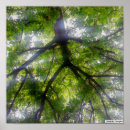 Search for ohio posters Forest