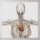 Search for lymphatic system posters Detail