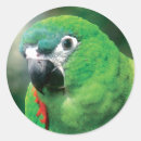 Search for parrots stickers Animals