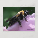 Search for pollen postcards Bug