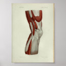 Search for knee art Anatomy