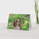 Search for cavalier king charles Puppy