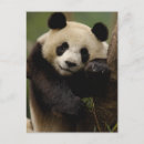Search for giant sympathy cards Ailuropoda melanoleuca