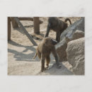 Search for primate postcards Africa