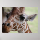 Search for giraffe face posters Nature