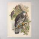 Search for birds bees posters Wildlife