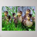 Search for digital effects posters Nature