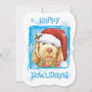 Search for spinone italiano Italian wire haired pointer