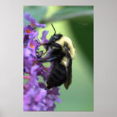 Search for bee print posters Pollinator