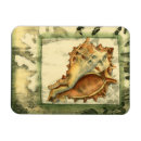 Search for shell magnets Conch seashell