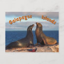 Search for galapagos islands postcards Seal