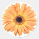 Search for orange gerbera stickers Flower