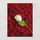 Search for white leaf postcards Beautiful
