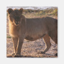 Search for lion king magnets Wild animals