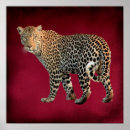 Search for pardus posters Big cat