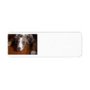 Search for flat return address labels Dog
