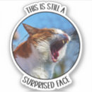 Search for surprised cat stickers Animal