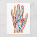 Search for phalanges Biomedical illustrations