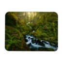 Search for olympic magnets Hoh rainforest