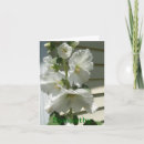 Search for hollyhock cards Nature