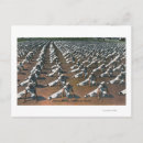 Search for recruiting poster postcards Navy