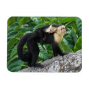 Search for carry rectangular magnets Baby