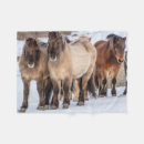 Search for icelandic horses blankets Superstock