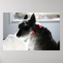 Search for schnauzer mini posters Pets