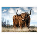 Search for highland art Hairy