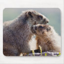 Search for marmots mousepads Animals