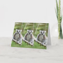 Search for lemur cards Ring tailed lemur