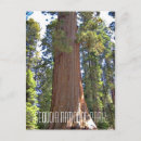 Search for sequoia national park postcards Trees