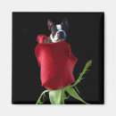 Search for boston terrier valentine Rose