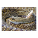 Search for venomous snakes posters Animal