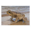 Search for toad photo posters Wildlife