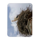 Search for stork magnets Wildlife
