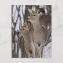 Search for does postcards Nature