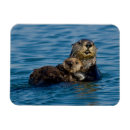 Search for otters magnets Nature