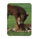 Search for morgan magnets Equestrian