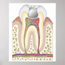 Search for dental office posters Medical