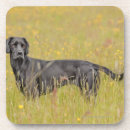 Search for loyalty coasters Animal