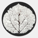 Search for aspen tree stickers Leaf