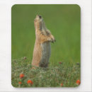 Search for cathy mousepads Flower
