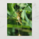 Search for green grasshopper postcards Nature