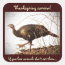 Search for wild turkeys stickers Animals