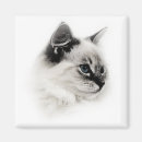 Search for ragdoll magnets Fluffy