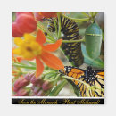 Search for caterpillar magnets Milkweed