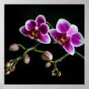 Search for pink orchid posters Black